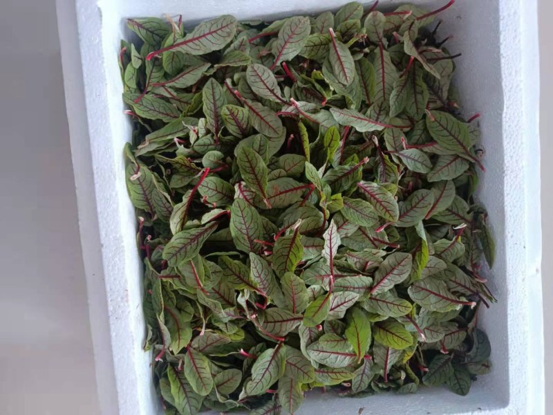 三色堇花，酸模叶，火红苗，甜菜苗，香菜苗