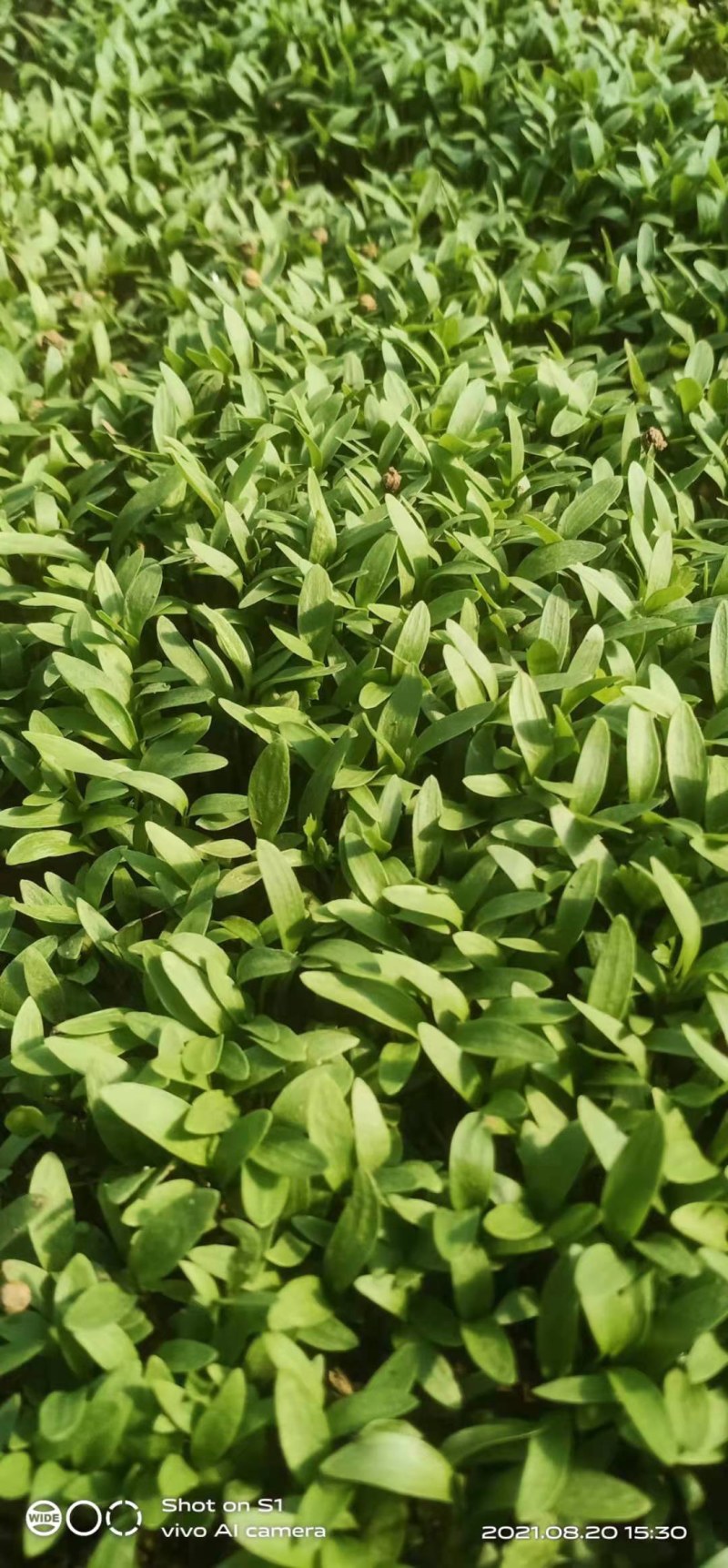 三色堇花，酸模叶，火红苗，甜菜苗，香菜苗