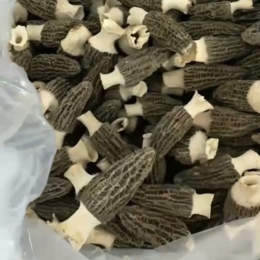 冻干羊肚菌、干品羊肚菌，（高端加工工艺）