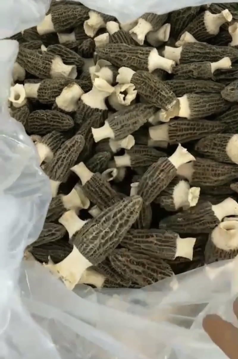 冻干羊肚菌、干品羊肚菌，（高端加工工艺）