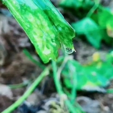 丝瓜水原液丝瓜藤液丝瓜殇水补水产地批发