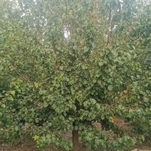 精品山杏树8公分10公分12公分13公分15公分山桃树