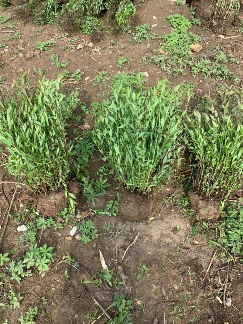绣线菊牙苗金焰绣线菊麻叶绣线菊青叶绣线菊金山绣线菊