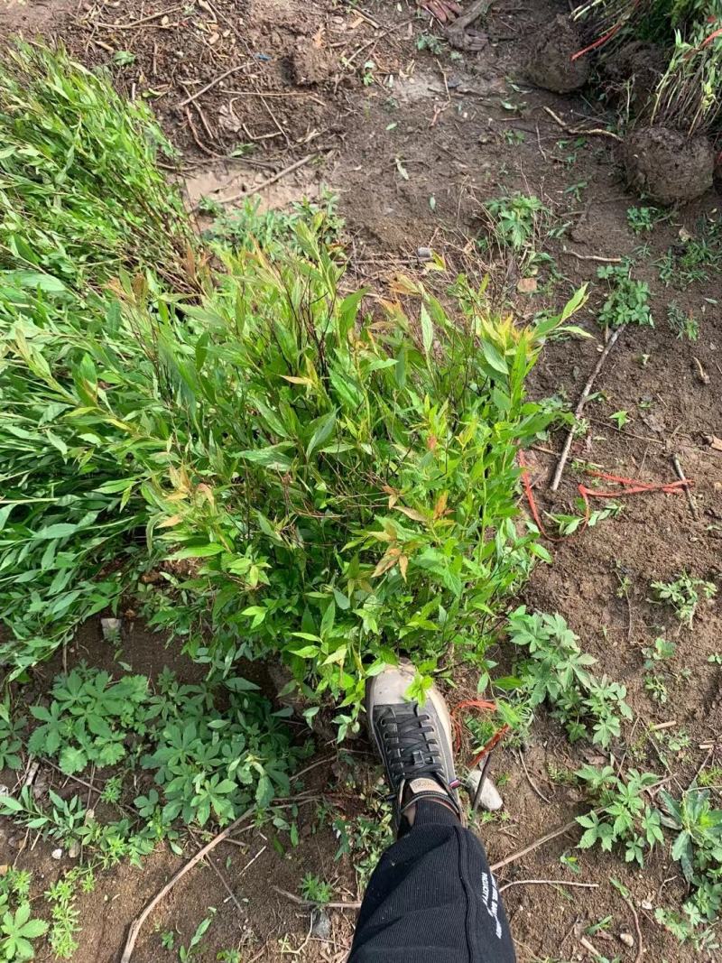 金山绣线菊金焰绣线菊青叶绣线菊粉花绣线菊绣线菊