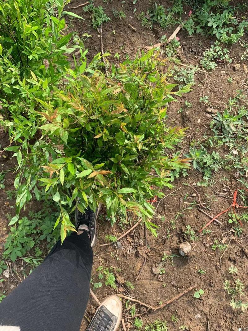金山绣线菊金焰绣线菊青叶绣线菊粉花绣线菊绣线菊