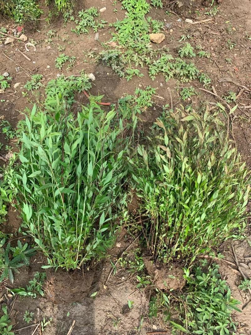 金山绣线菊金焰绣线菊青叶绣线菊粉花绣线菊绣线菊