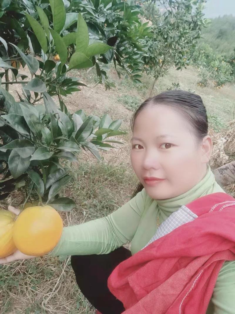 江西赣南脐橙，正宗赣南脐橙，农户直供，接受预订，实地考察