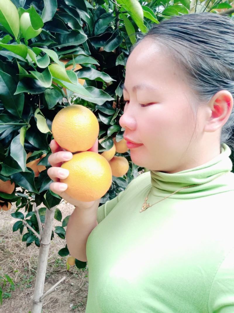 江西赣南脐橙，正宗赣南脐橙，农户直供，接受预订，实地考察