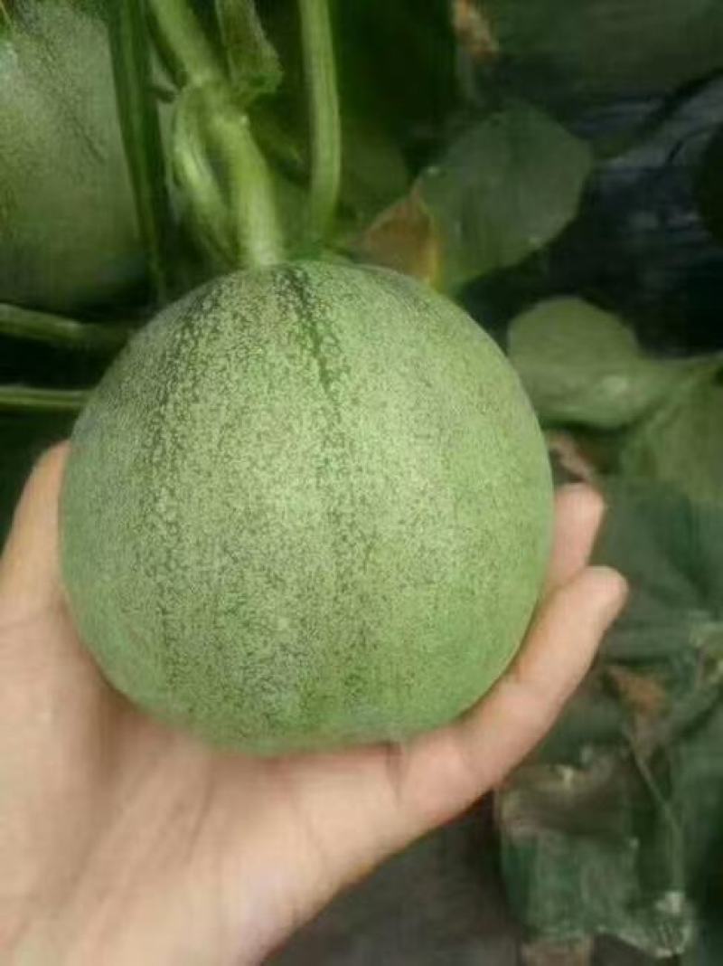 绿宝甜瓜，头茬绿宝甜瓜，糖度高，口感甜，产地直供大量上市