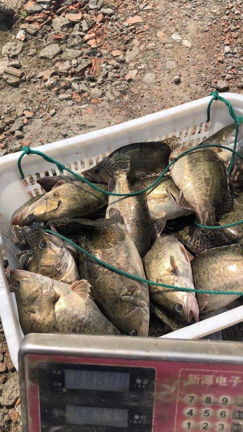 常年供应鳜鱼专供钓场品质保证皮毛好