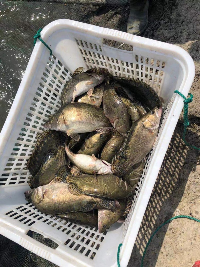 常年供应鳜鱼专供钓场品质保证皮毛好