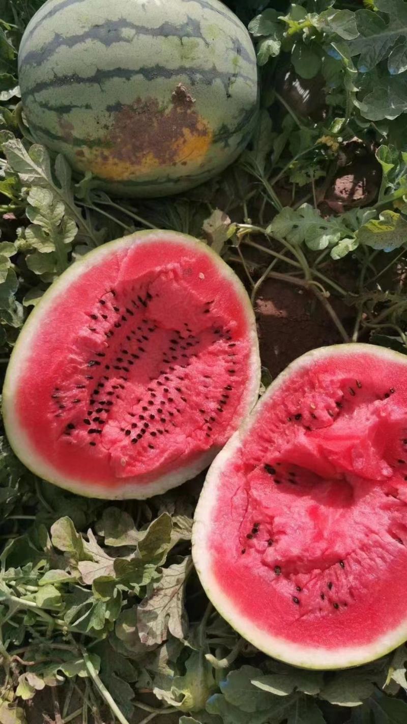 西瓜应季品种随时可聊