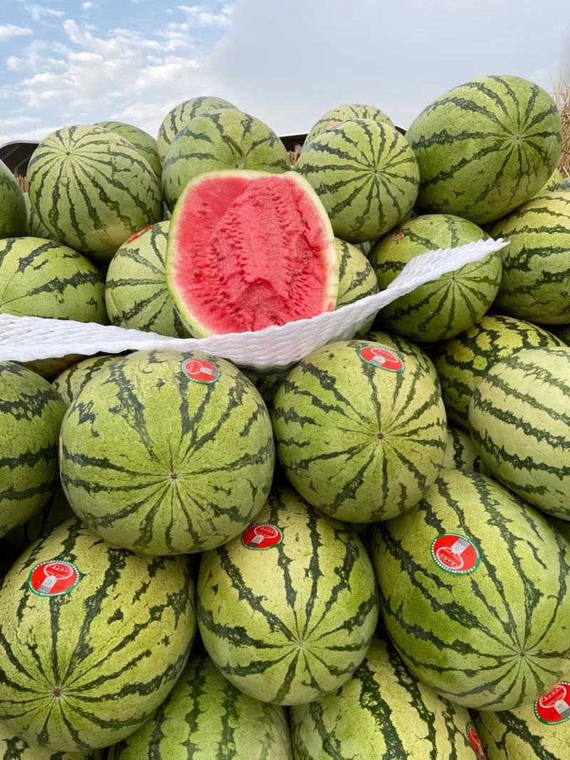 西瓜应季品种随时可聊