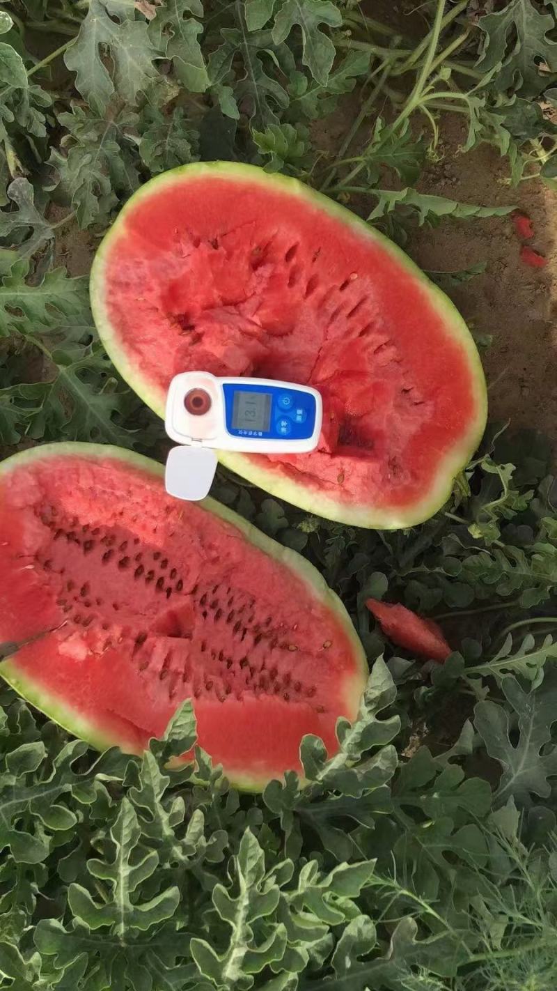 西瓜应季品种随时可聊