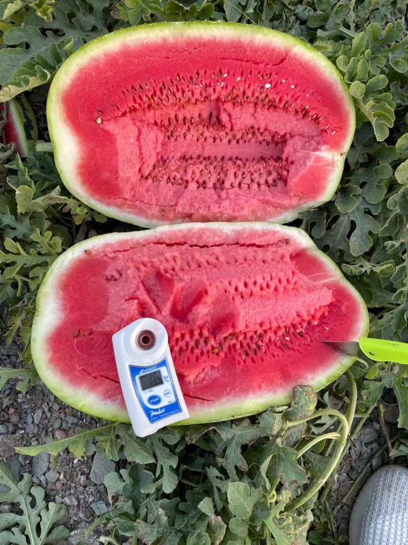 西瓜应季品种随时可聊