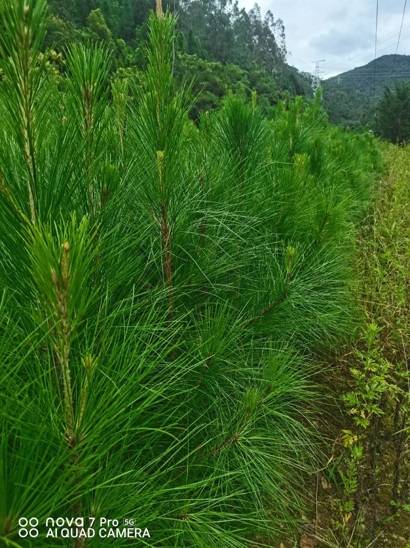出售优质湿地松树苗，高一米左右