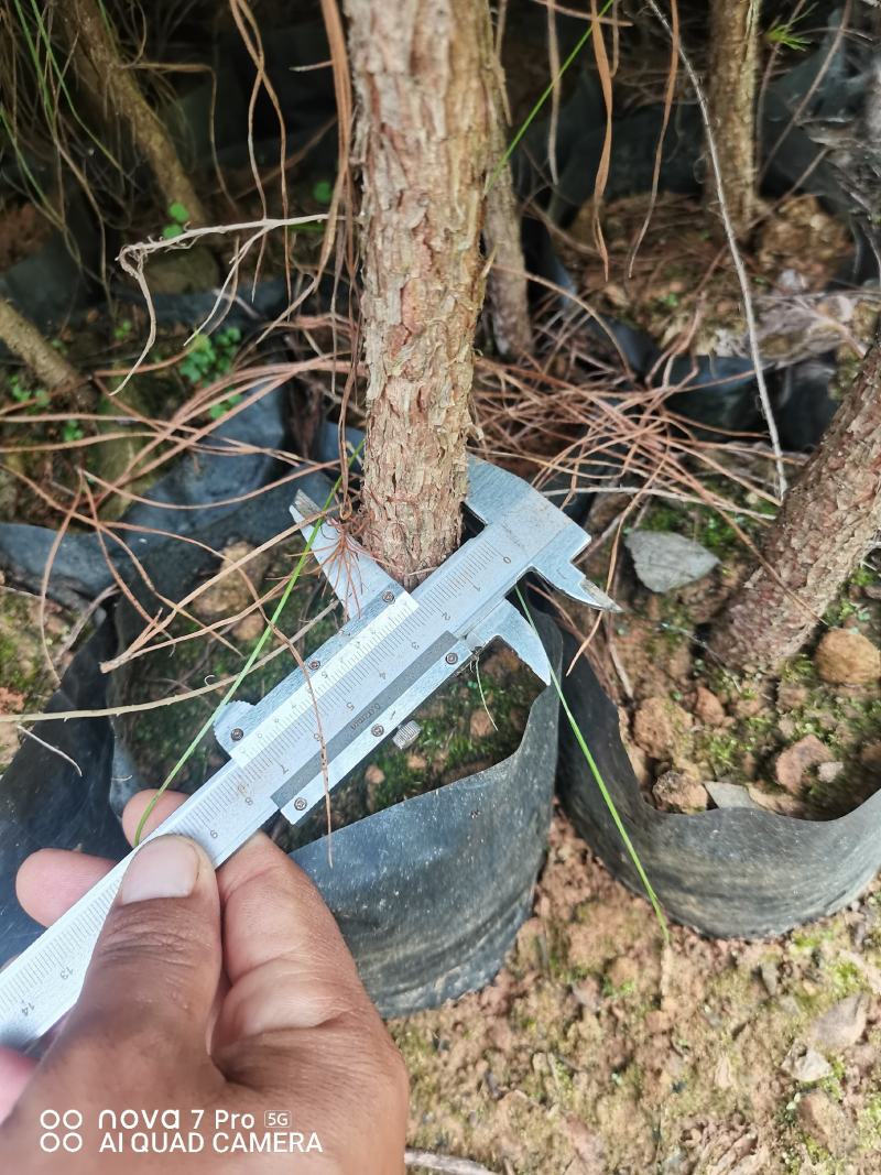 出售优质湿地松树苗，高一米左右