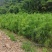 出售优质湿地松树苗，高一米左右