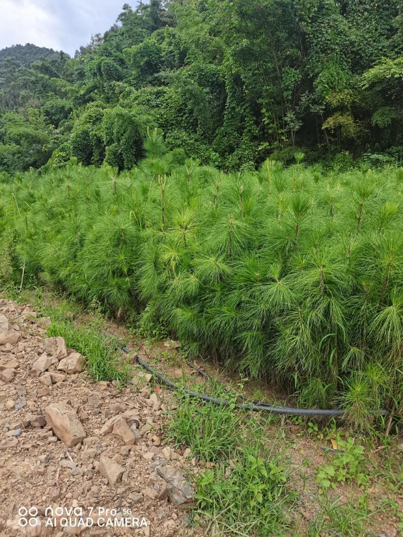 出售优质湿地松树苗，高一米左右