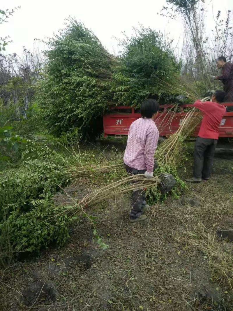 毛叶丁香绿篱，毛叶丁香毛球，毛叶丁香笼子，毛叶丁香球
