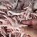 美国巴西凤爪，有大中小三种规格，一手批发