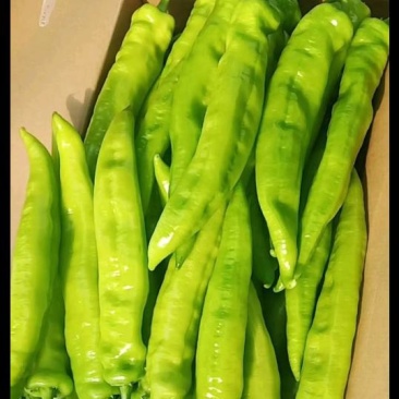 黄皮尖椒