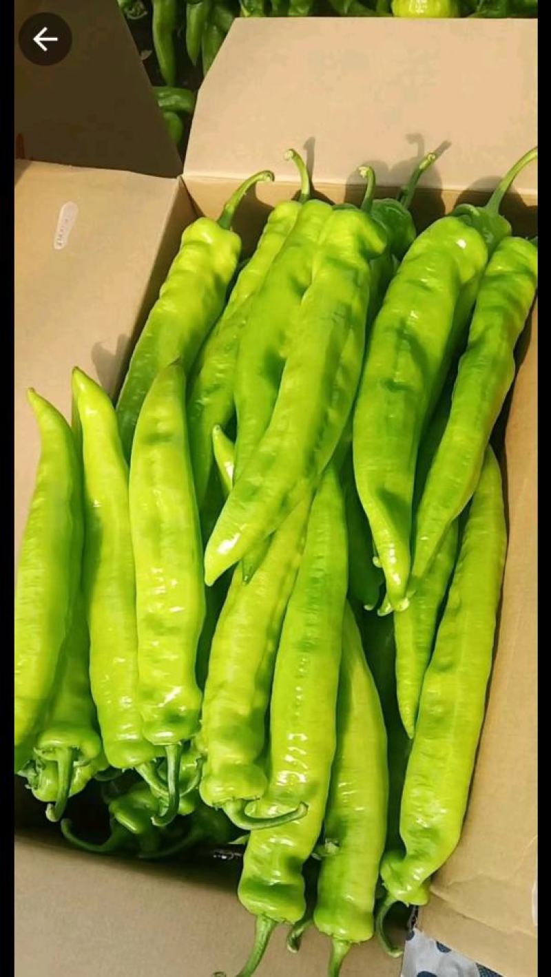 黄皮尖椒