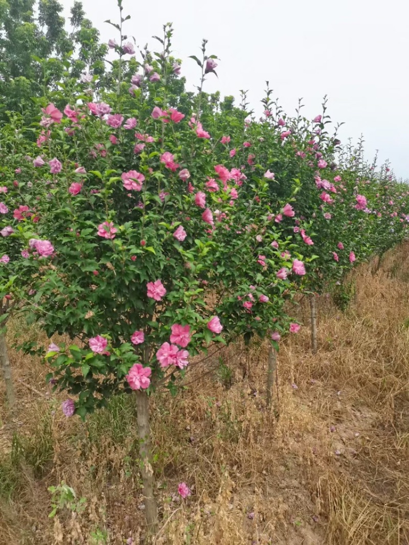 木槿1-10公分大量供应，基地直销！