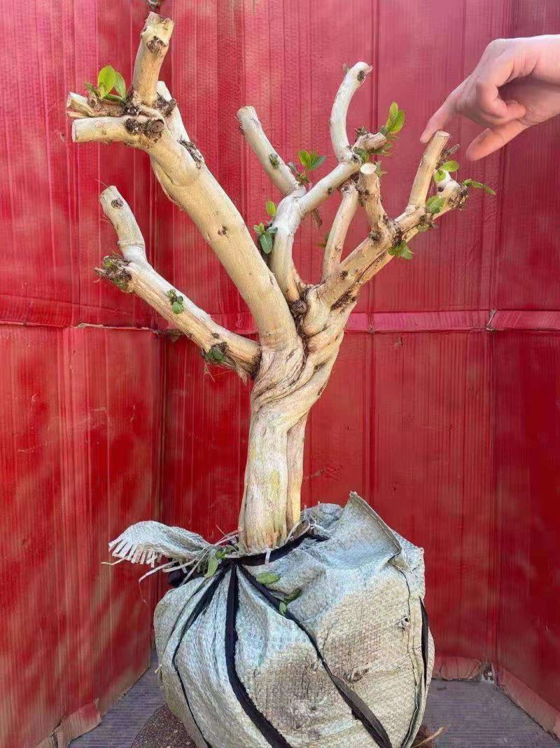 四季金银花老桩，盆栽地栽都可以，可观赏可泡茶喝