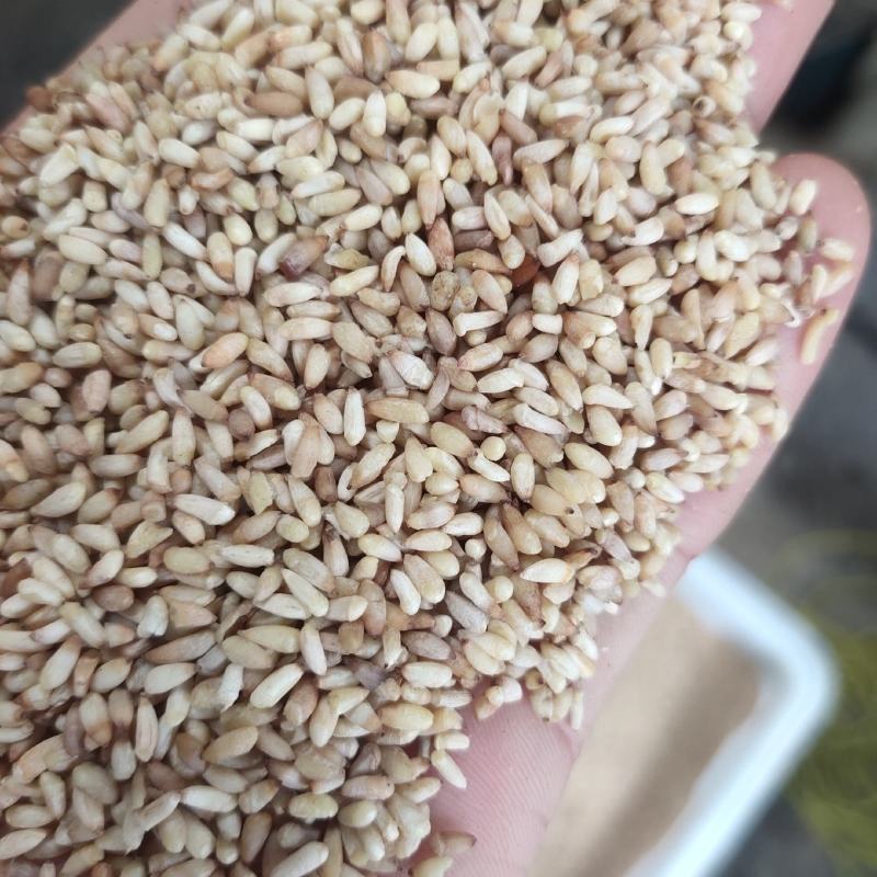 柏子仁新货颗粒饱满关书药业批发中药材