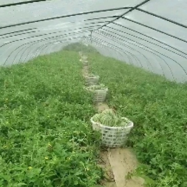 二茬麒麟，皮薄脆甜，糖分高