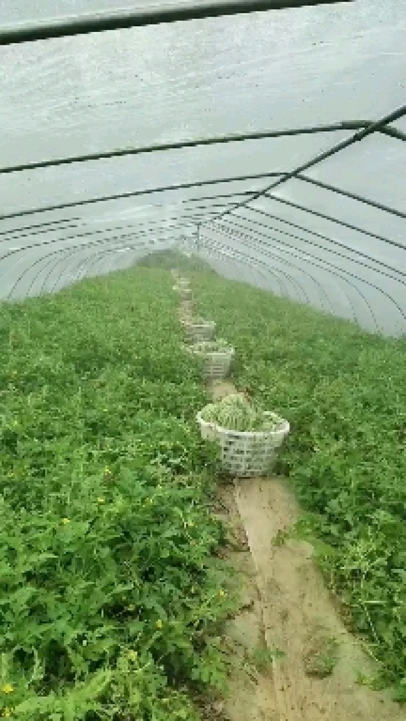 二茬麒麟，皮薄脆甜，糖分高