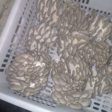 食用菌