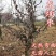 龙须枣盘龙枣树苗龙枣龙爪枣嫁接成品苗龙游枣果树苗珍奇品种