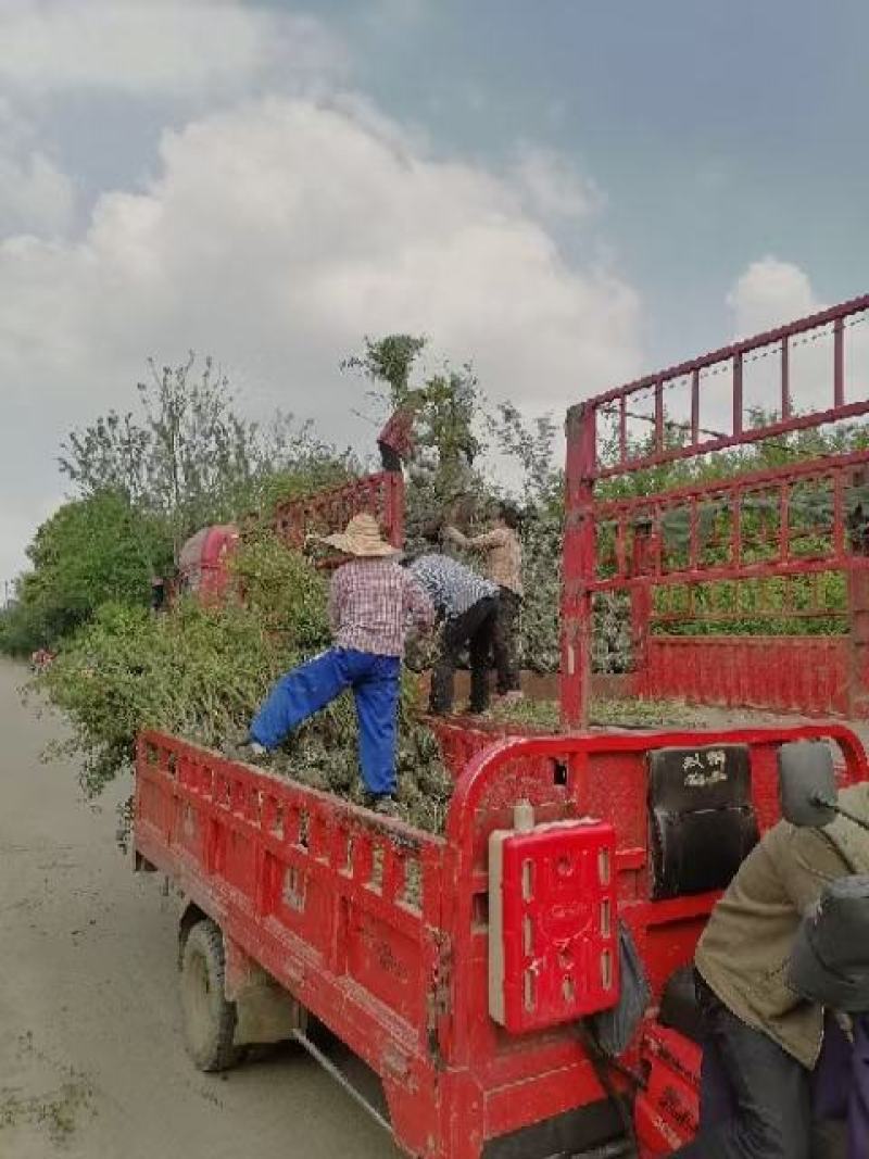 毛叶丁香绿篱，成都蜀锦园艺场毛叶丁香，毛叶丁香毛球隔离带