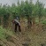 毛叶丁香绿篱，成都蜀锦园艺场毛叶丁香，毛叶丁香毛球隔离带