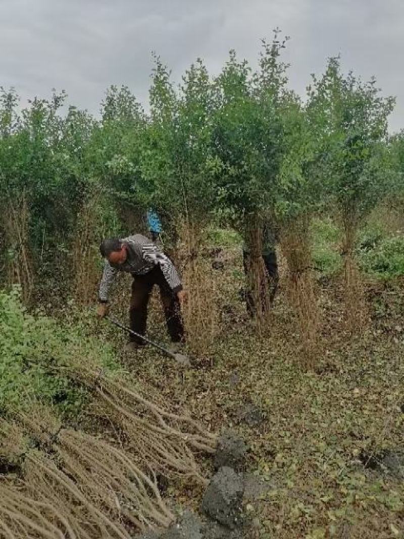 毛叶丁香绿篱，成都蜀锦园艺场毛叶丁香，毛叶丁香毛球隔离带