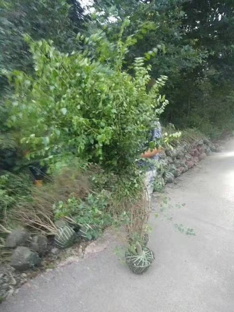 毛叶丁香绿篱，成都蜀锦园艺场毛叶丁香，毛叶丁香毛球隔离带