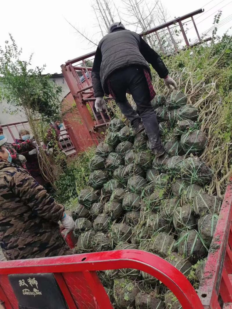 毛叶丁香绿篱，成都蜀锦园艺场毛叶丁香，毛叶丁香毛球隔离带