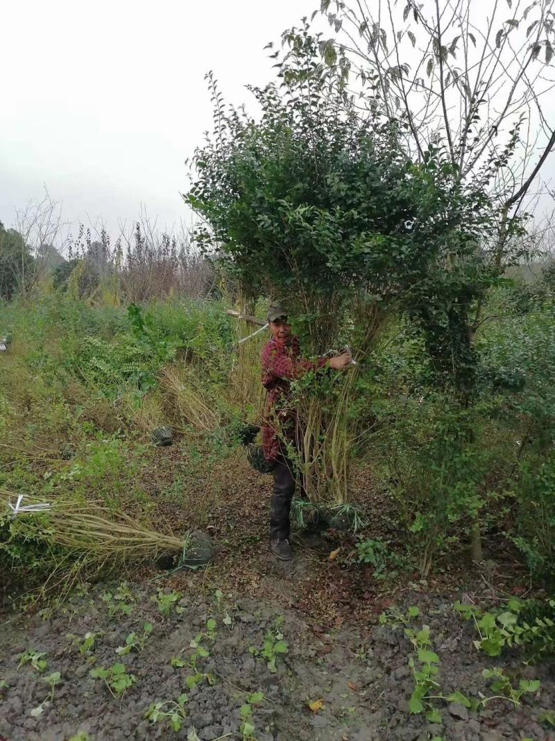 毛叶丁香绿篱，成都蜀锦园艺场毛叶丁香，毛叶丁香毛球隔离带