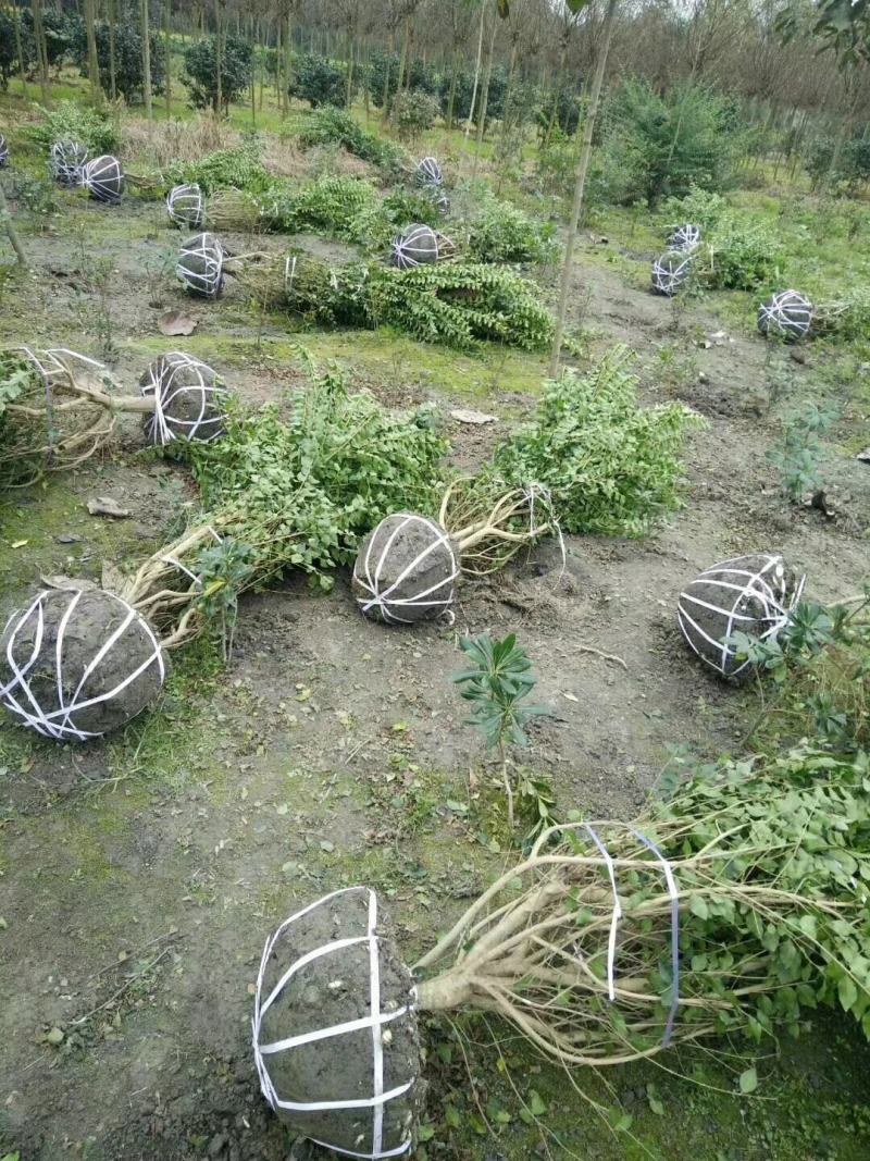 毛叶丁香绿篱，成都蜀锦园艺场毛叶丁香，毛叶丁香毛球隔离带