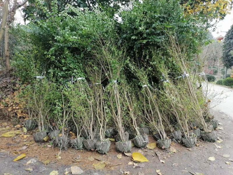 毛叶丁香绿篱，成都蜀锦园艺场毛叶丁香，毛叶丁香毛球隔离带