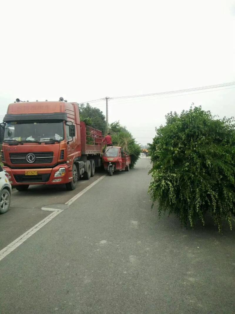 毛叶丁香绿篱，成都蜀锦园艺场毛叶丁香，毛叶丁香毛球隔离带