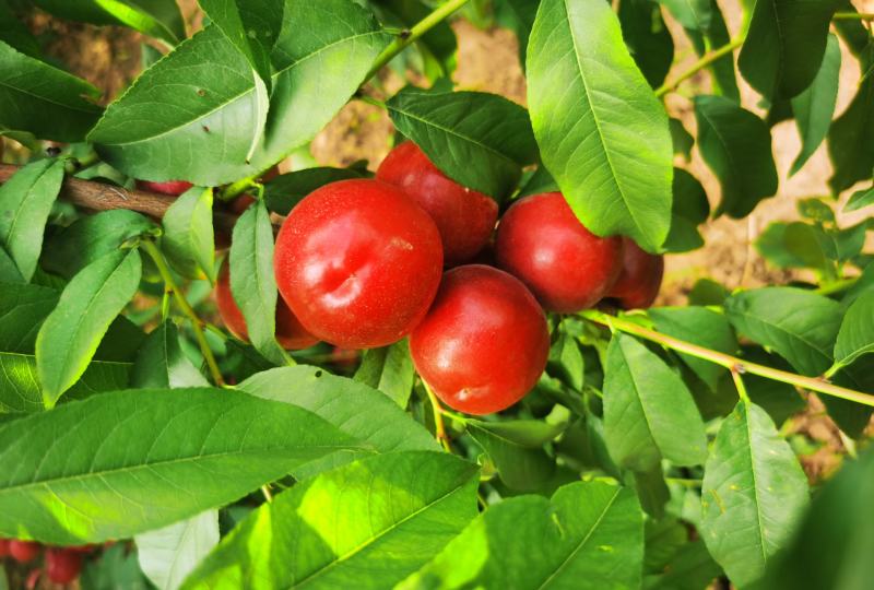 山西运城绛县珍珠枣油桃成品三年苗木