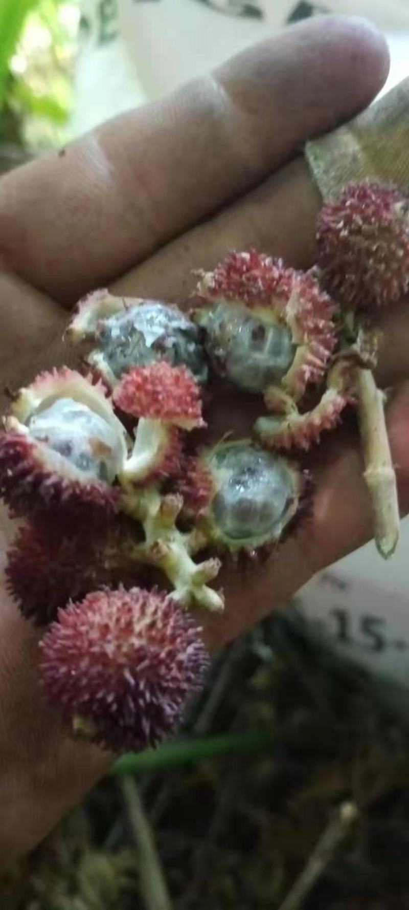 药材阳春砂仁
