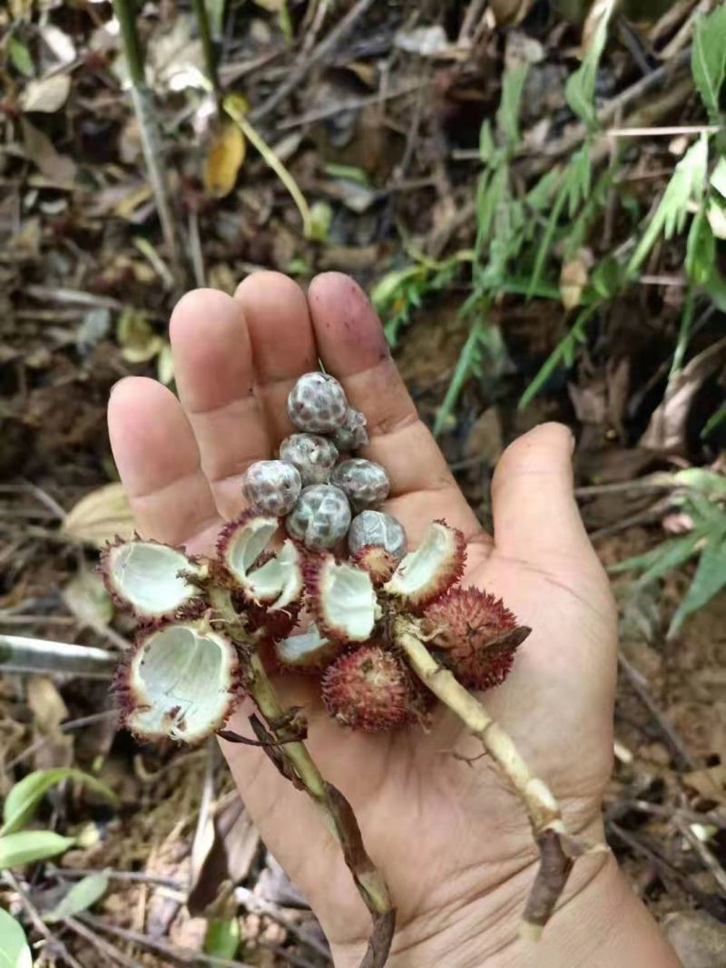 药材阳春砂仁