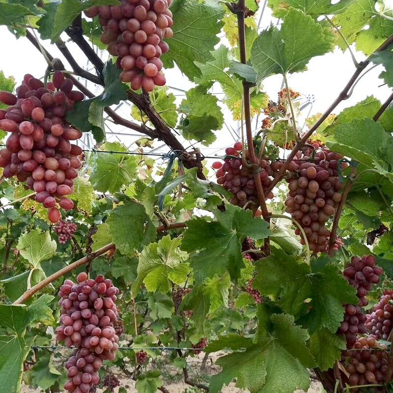 【推荐】河北红提葡萄大量上市品质保证颜色好口感好
