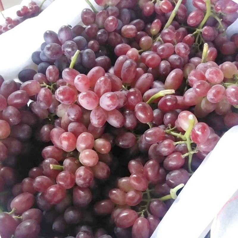 【推荐】河北红提葡萄大量上市品质保证颜色好口感好