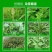 20%敌草快柑桔园果园荒地高效见青杀除杂草药草胺膦农药