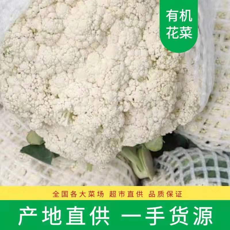 河北邯郸有机花，花白，个头大小均匀，欢迎全国商超合作